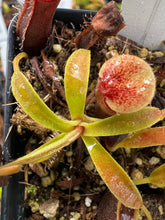 Load image into Gallery viewer, Nepenthes Ovata (Delleng Simpon, Sumatra) PTE-032
