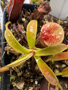 Nepenthes Ovata (Delleng Simpon, Sumatra) PTE-032