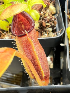 Nepenthes Ovata (Delleng Simpon, Sumatra) PTE-032