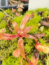 Load image into Gallery viewer, Nepenthes spec Anipahan PTE-034
