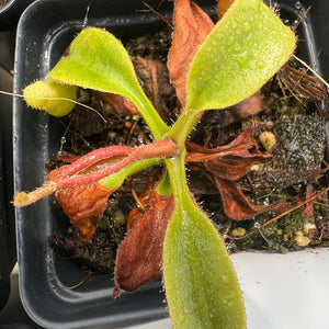 Nepenthes Truncata “Titanic Tyrant” X Peltata PTE-036 RSC