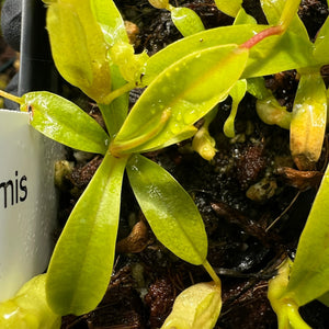 Nepenthes Inermis G. Talang PTE-047