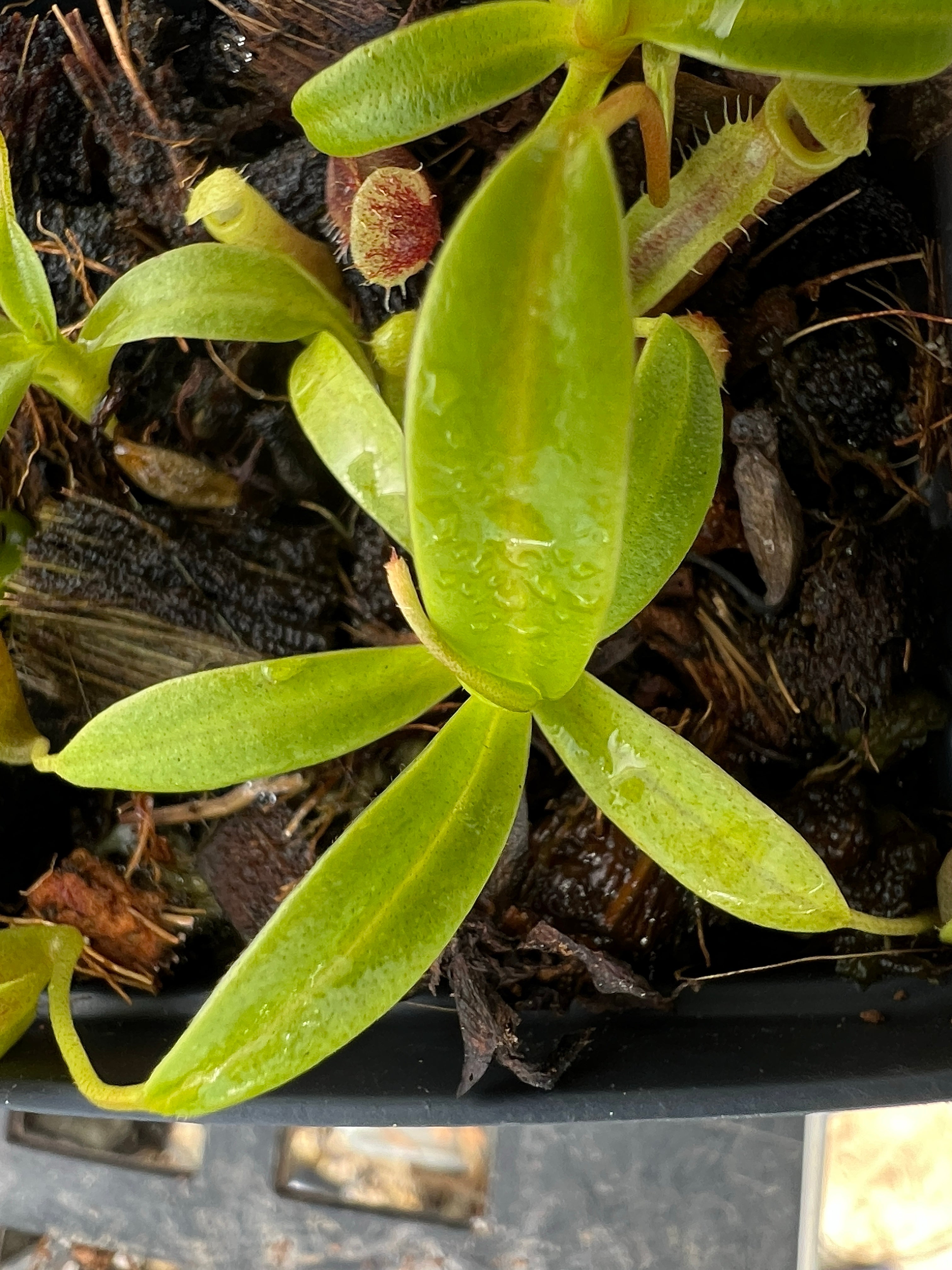 S.S PLANTS　653035 Snake Plant 'Superba' — Green Acres Nursery & Supply