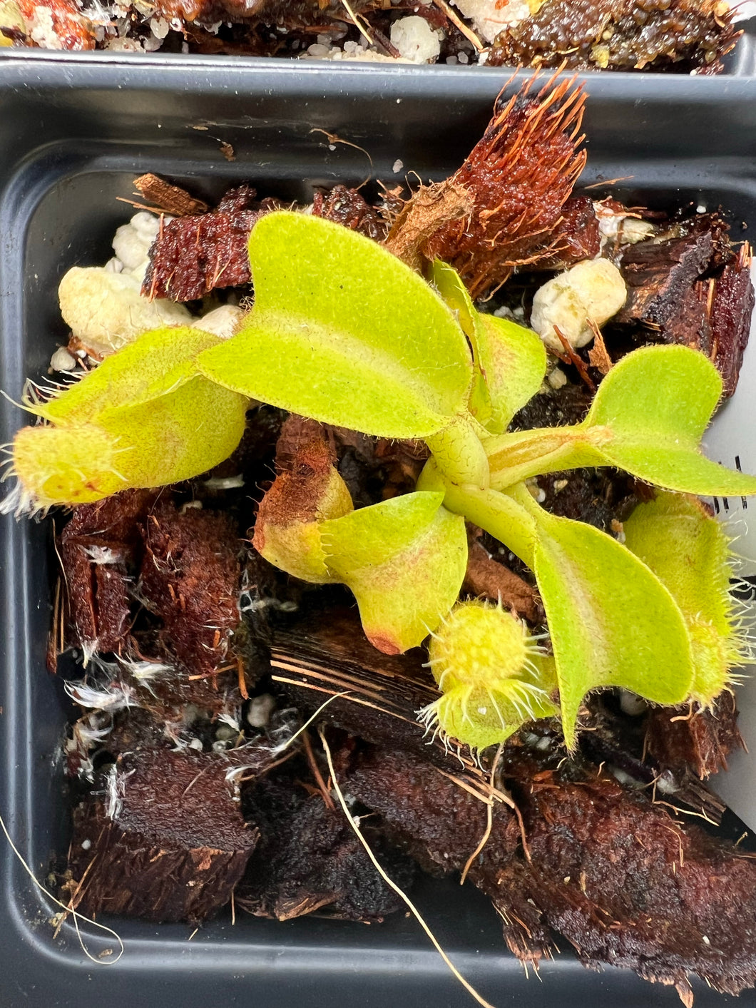 Carnivorous plant in a pot with soil and organic material