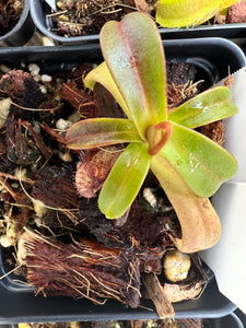 Nepenthes Sericea PTE-028
