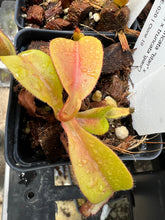 Load image into Gallery viewer, Nepenthes Truncata Titanic Tyrant X (Lowii X Truncata giant) PTE-020
