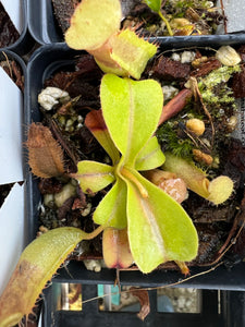 Nepenthes Truncata Titanic Tyrant X (Lowii X Truncata giant) PTE-020