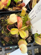 Load image into Gallery viewer, Nepenthes Truncata Titanic Tyrant X (Lowii X Truncata giant) PTE-020
