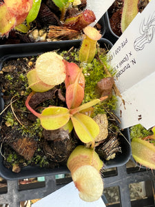 Nepenthes Truncata Titanic Tyrant X (Lowii X Truncata giant) PTE-020
