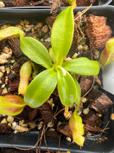 Load image into Gallery viewer, Nepenthes Harryana Mt. Tambuyukon PTE-019
