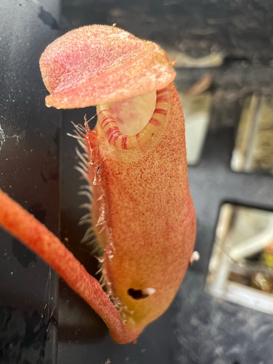 Nepenthes Sumatrana PTE-064