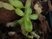 Load image into Gallery viewer, Nepenthes macrophylla (Gunung Sinsing) PTE-049
