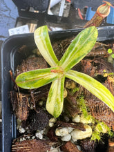 Load image into Gallery viewer, Nepenthes sericea variegated (likely chimeric variegation)
