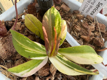 Load image into Gallery viewer, Nepenthes sericea variegated (likely chimeric variegation)
