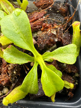 Load image into Gallery viewer, Nepenthes truncata &quot;titanic tyrant&quot; x lowii kinabalu PTE-060
