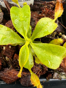 Nepenthes truncata "titanic tyrant" x lowii kinabalu PTE-060