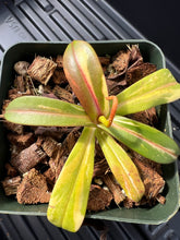 Load image into Gallery viewer, Nepenthes sericea variegated (likely chimeric variegation)
