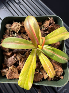 Nepenthes sericea variegated (likely chimeric variegation)