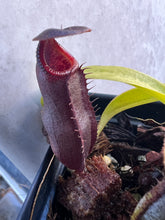 Load image into Gallery viewer, Nepenthes naga? PTE-061

