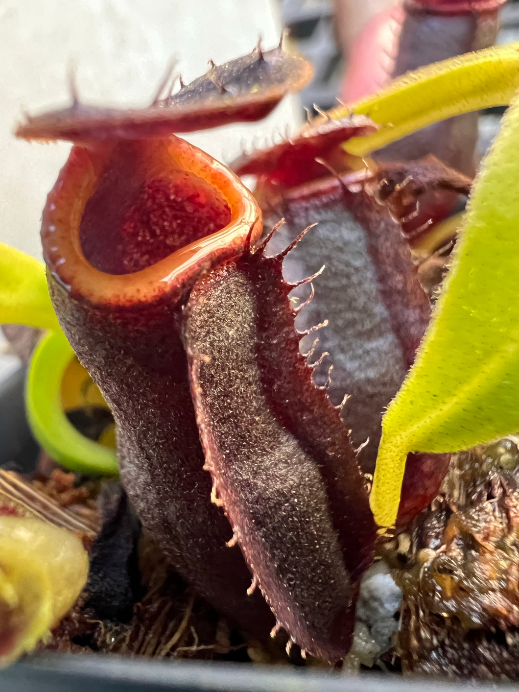 Nepenthes naga? PTE-061