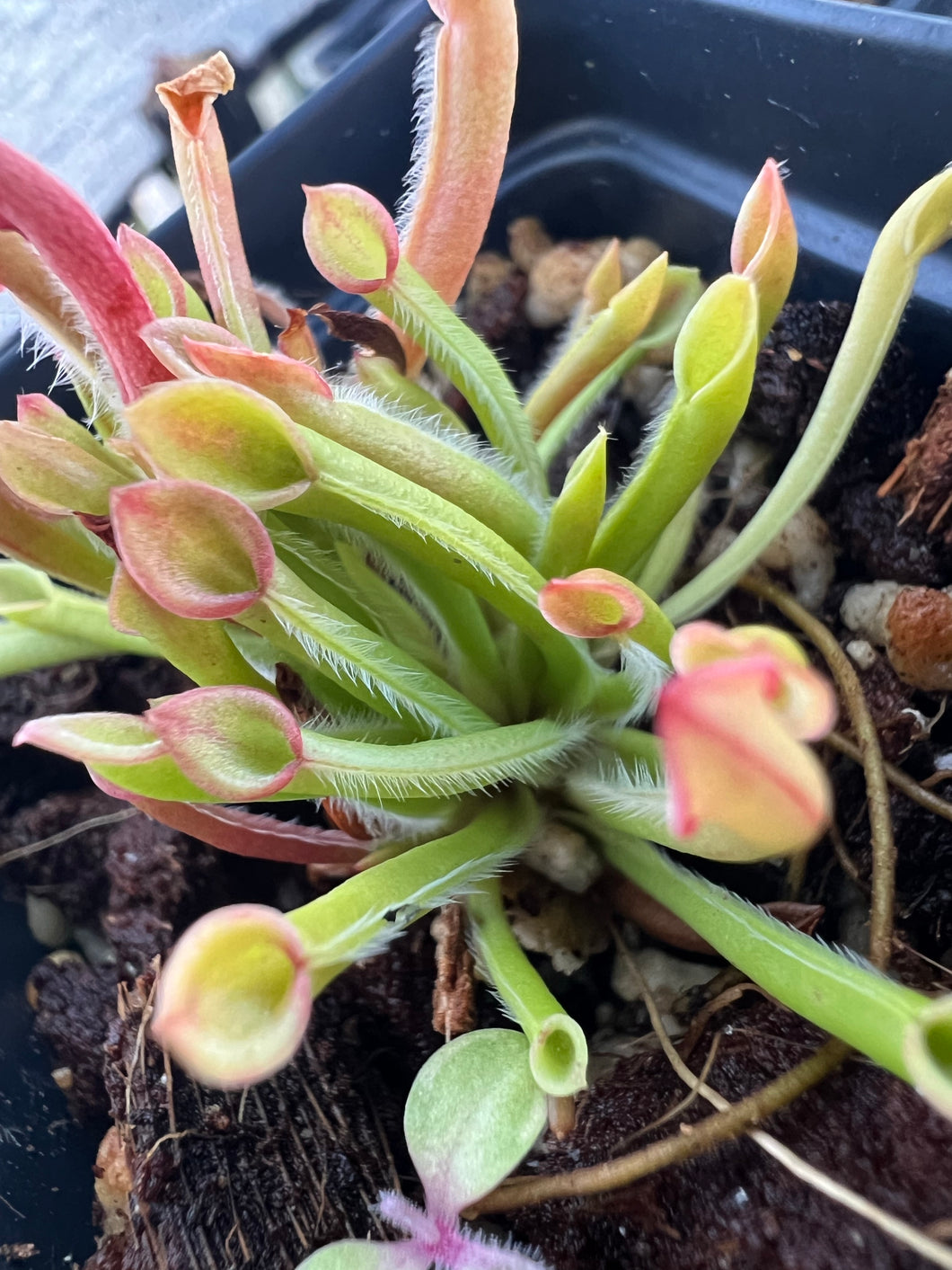 Heliamphora minor var pilosa 