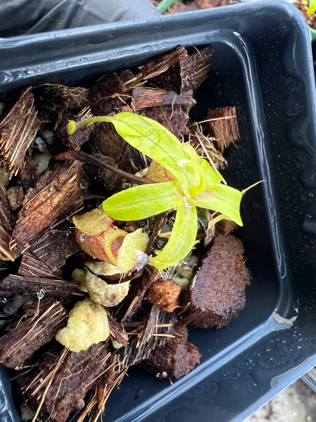 Nepenthes Undulatifolia PTE-050
