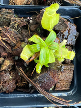 Load image into Gallery viewer, Nepenthes Undulatifolia PTE-050
