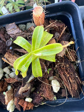 Load image into Gallery viewer, Nepenthes Undulatifolia PTE-050
