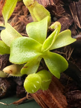 Load image into Gallery viewer, Nepenthes macrophylla (Gunung Sinsing) PTE-049
