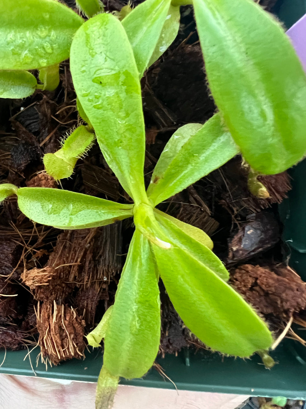 Nepenthes palawanensis x macrophylla PTE-059