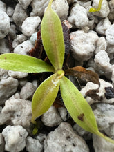 Load image into Gallery viewer, Nepenthes Attenboroughii PTE-033
