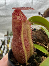 Load image into Gallery viewer, Nepenthes peltata x lowii kinabalu PTE-071
