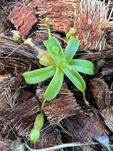 Load image into Gallery viewer, Nepenthes Diabolica PTE-052
