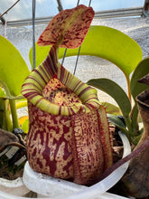Load image into Gallery viewer, A close-up of a carnivorous pitcher plant with a mottled burgundy and beige pitcher, a striped green and yellow rim, and a tall reddish hood, photographed in a greenhouse setting.
