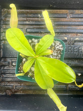 Load image into Gallery viewer, A bright green carnivorous pitcher plant in a small square green pot, photographed from above on a black plastic tray.

