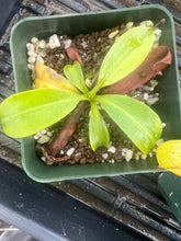 Load image into Gallery viewer, Nepenthes megastoma PTE-072
