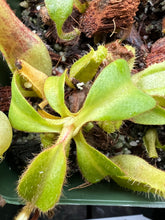 Load image into Gallery viewer, Nepenthes truncata "titanic tyrant" x veitchii 'candy dreams PTE-057
