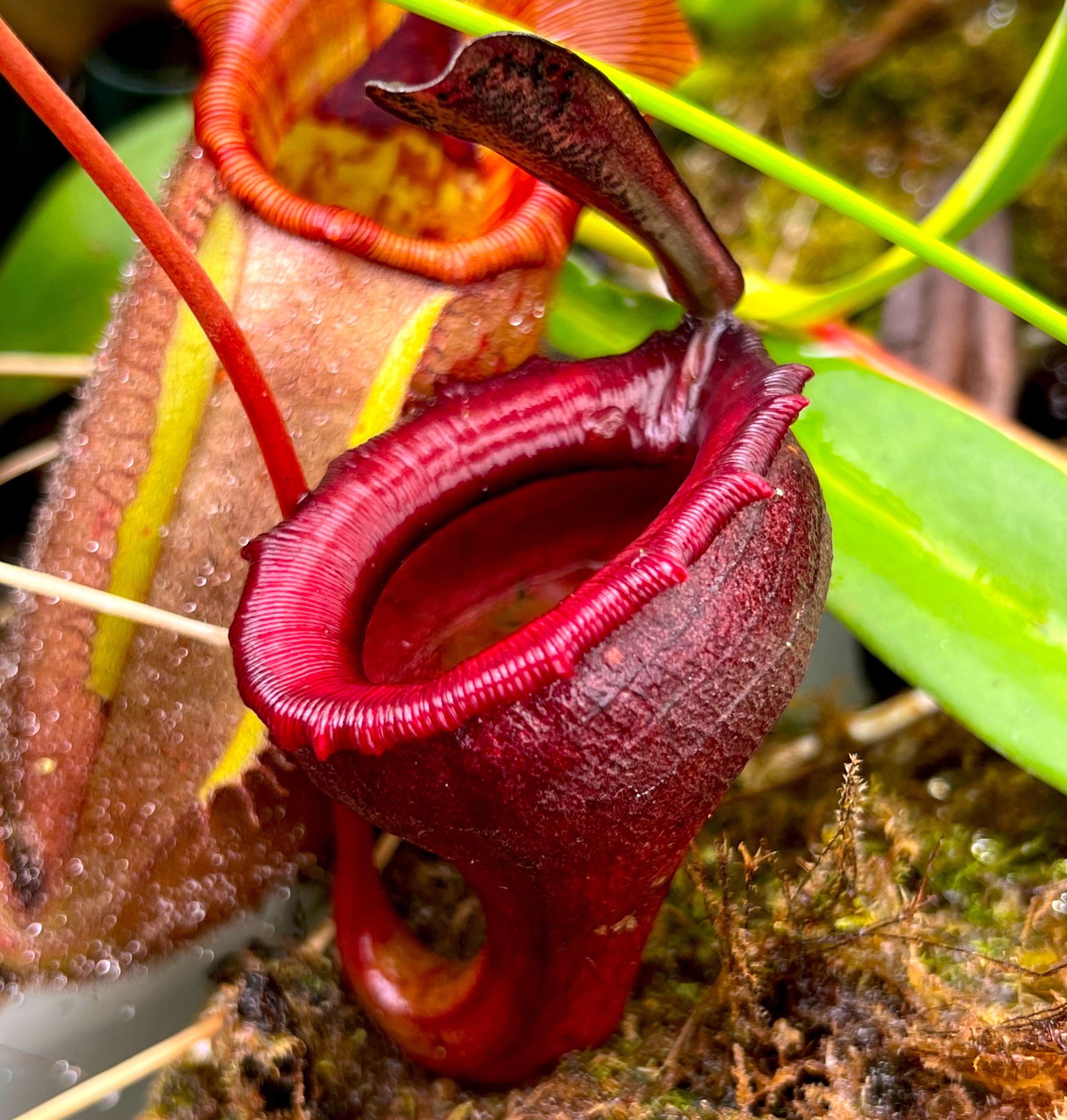 Nepenthes Jamban – Pianta Carnivora, 10 Semi Per Coltivazione