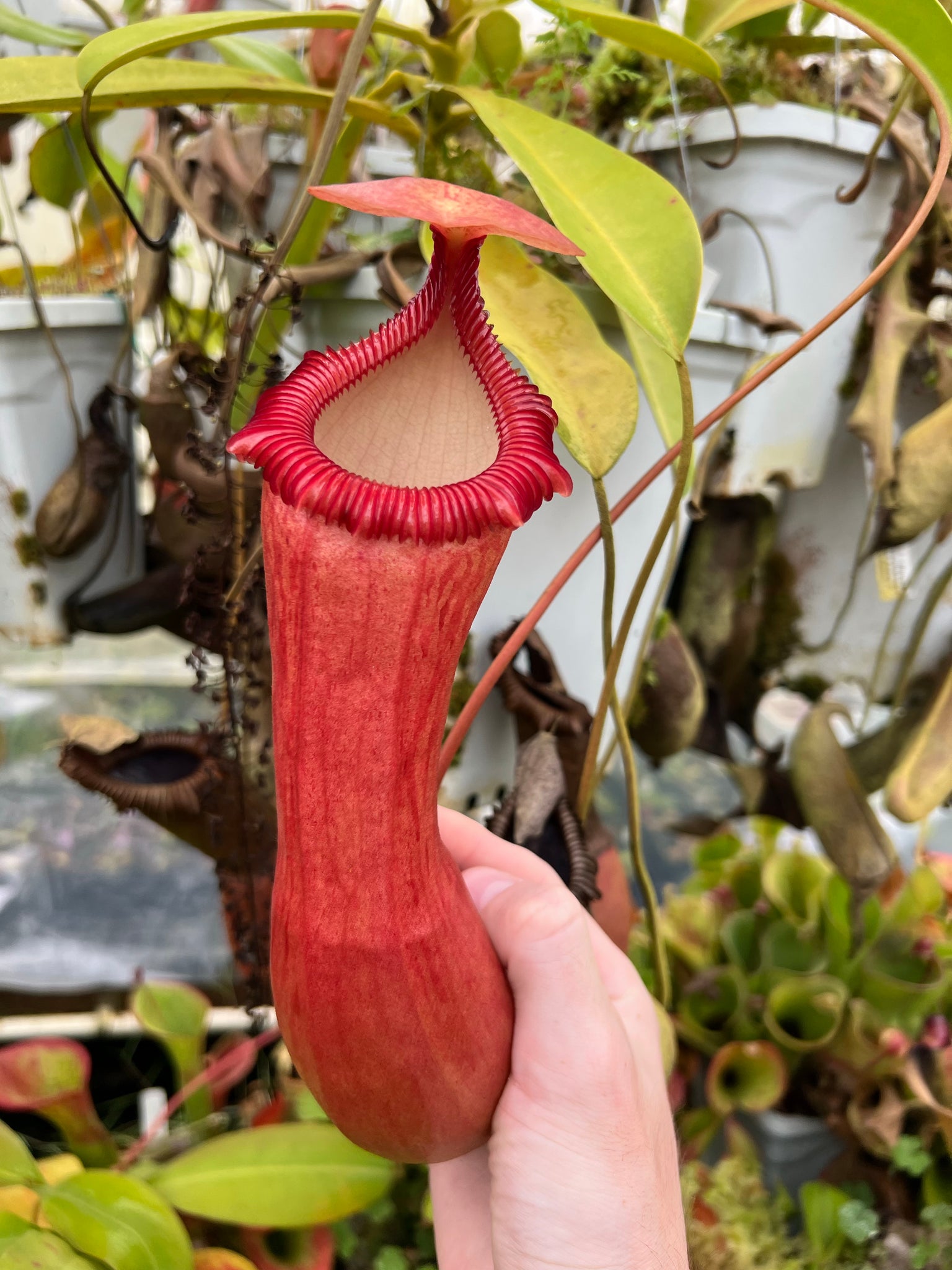 Nepenthes Ventricosa X Edwardsiana PTE 026 Plants That Eat nepenthes-ventricosa-x-edwardsiana-pte-026-plants-that-eat