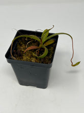 Load image into Gallery viewer, Nepenthes Jacquelineae CK seedgrown
