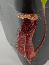 Load image into Gallery viewer, Nepenthes (singalana x hamata) x hamata BE-4576

