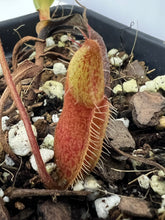 Load image into Gallery viewer, Nepenthes (singalana x hamata) x hamata BE-4576
