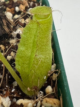 Load image into Gallery viewer, Nepenthes Sericea ISC
