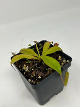 Load image into Gallery viewer, Nepenthes Sumatrana BE-4540
