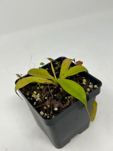 Nepenthes Sumatrana BE-4540