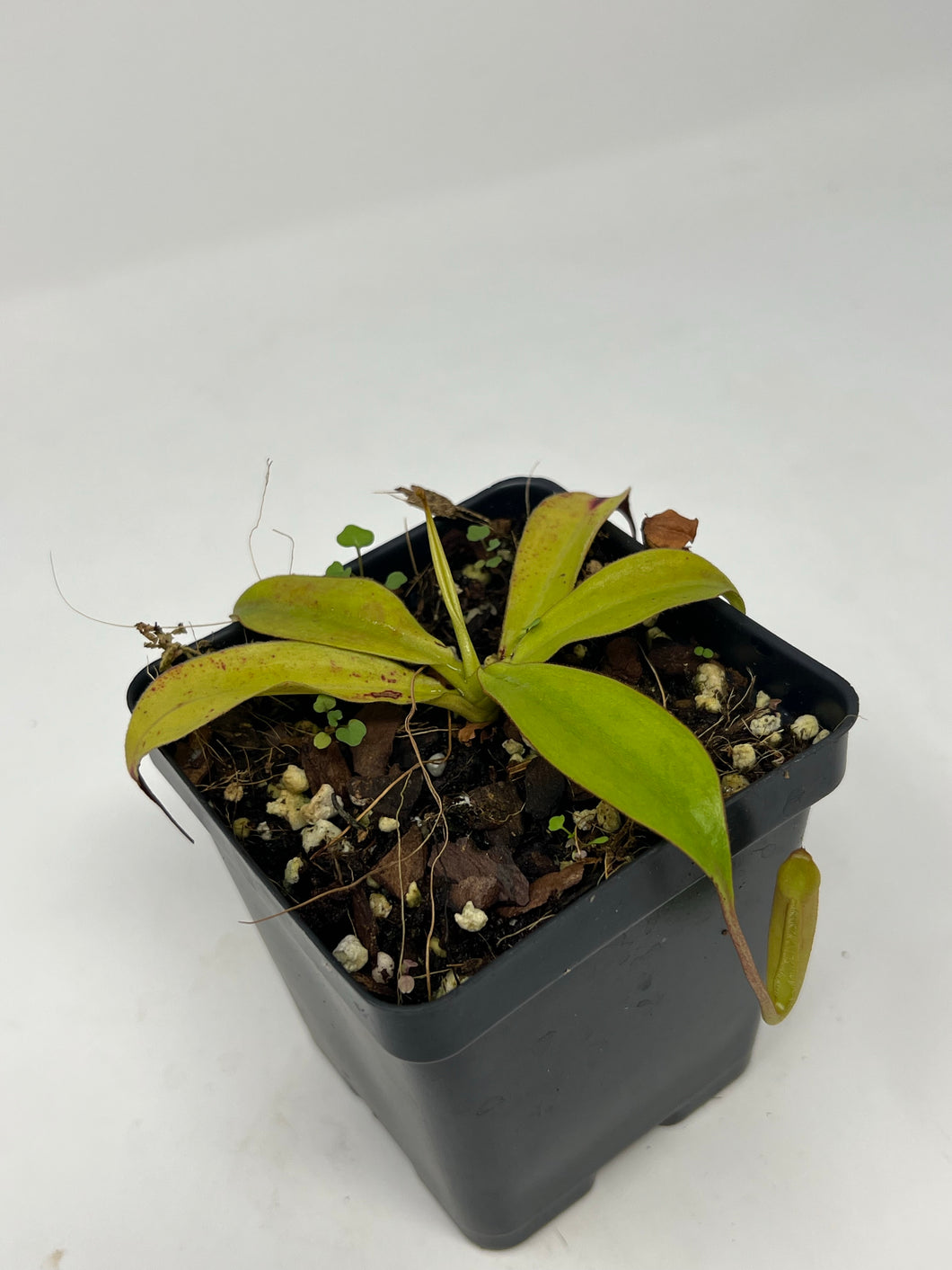 Nepenthes Sumatrana BE-4540