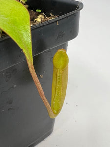 Nepenthes Sumatrana BE-4540