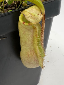 Nepenthes Sumatrana BE-4540