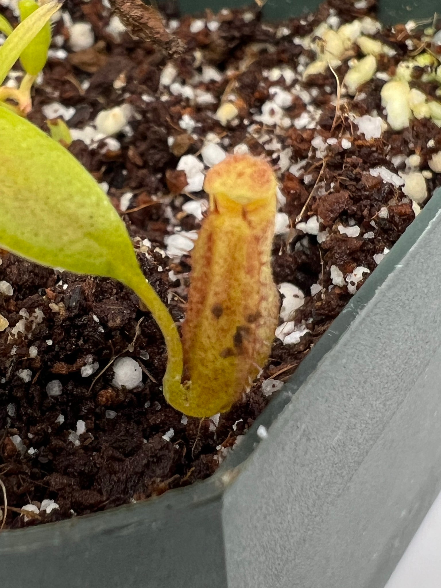 Nepenthes Jamban X Lingulata PTE-025 – Plants That Eat