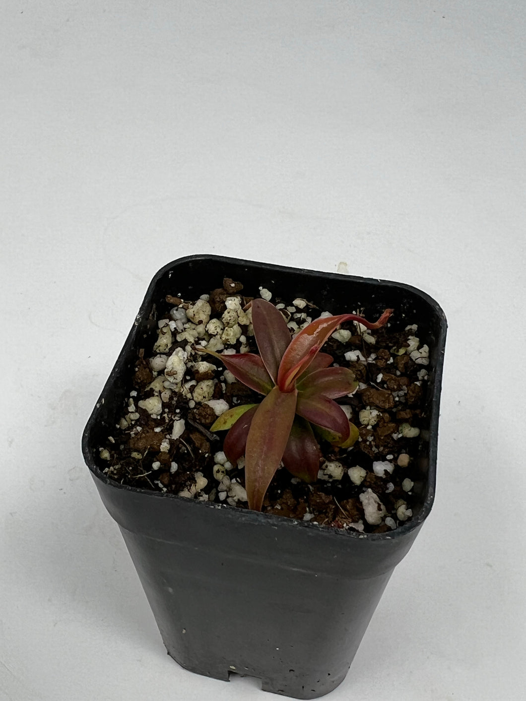 Nepenthes Pulchra X Cecilae?
